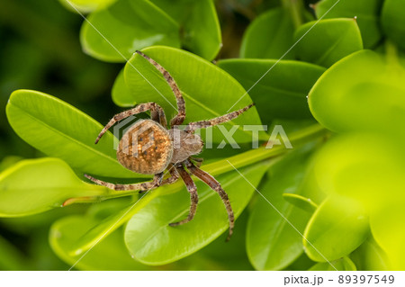 コゲチャオニグモ（オニグモ） 89397549