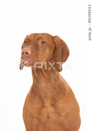 Portrait - front view Female dog. Hungarian Shorthaired Pointed Dog - head. Portrait - front view Female dog. Hungarian Shorthaired Pointed Dog - head. 89398032