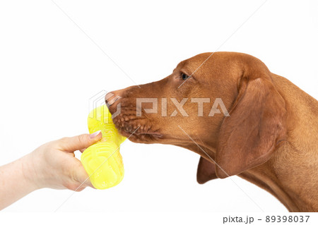 Female dog sniffs a fed bone. The Hungarian Shorthaired Pointer's head. 89398037