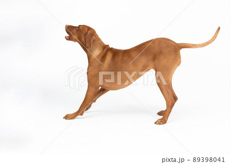 Hunting dog - a Hungarian gelding stands and barks. Isolated from the background. Hunting dog - a Hungarian gelding stands and barks. Isolated from the background. 89398041