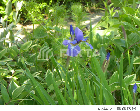初夏に咲く紺色の大きい花はアヤメの花 89398064