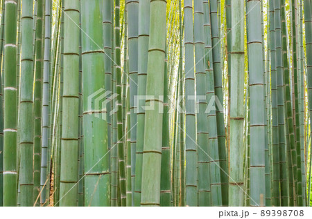 京都嵯峨野の竹林 89398708
