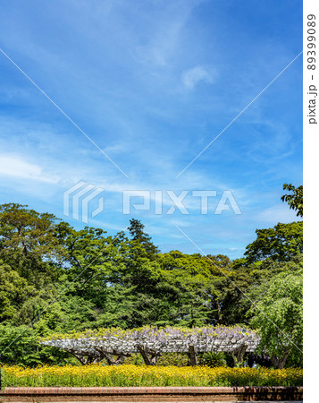 千葉里見公園の春5月の景色 千葉里見公園の春5月の景色 89399089