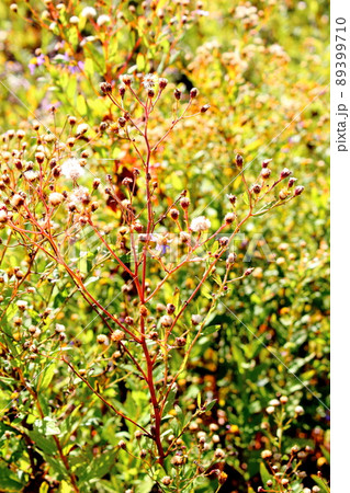 秋の高山植物　　　　信州の紅葉　　：　　花と植物が織りなす色紙　 89399710