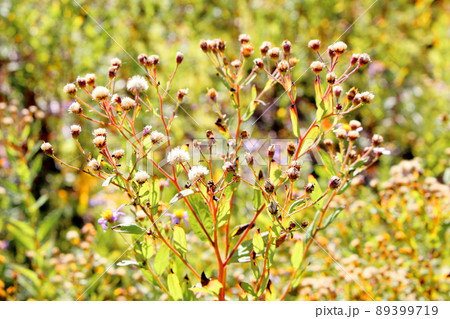 秋の高山植物　　　　信州の紅葉　　：　　花と植物が織りなす色紙　 89399719