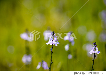 松葉海蘭 89400107