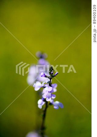 松葉海蘭 89400109