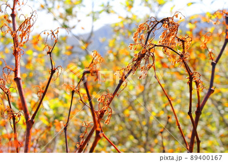 秋の高山植物　　　　信州の紅葉　　：　　花と植物が織りなす色紙　 89400167