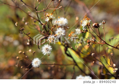 秋の高山植物　　　　信州の紅葉　　：　　花と植物が織りなす色紙　 89400240