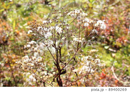 秋の高山植物　　　　信州の紅葉　　：　　花と植物が織りなす色紙　 89400269