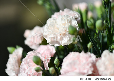 薄いピンクのカーネーション 薄いピンクのカーネーション 89400839