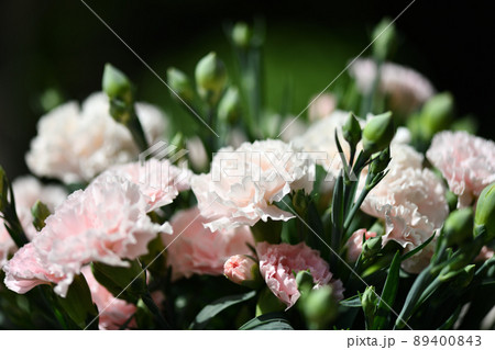 薄いピンクのカーネーション 89400843