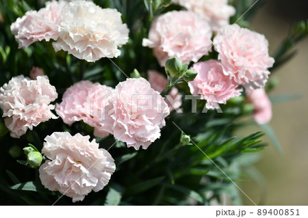 薄いピンクのカーネーション 89400851