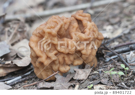 Gyromitra esculenta mushroom, close up 89401722