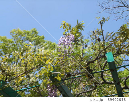 こじま公園の藤棚に咲いた綺麗な藤の花 89402058
