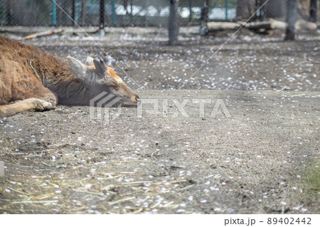 動物園の地面に寝そべる1頭の若い雄エゾシカ 動物園の地面に寝そべる1頭の若い雄エゾシカ 89402442