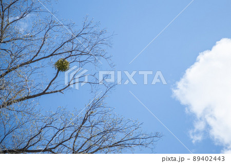 青空とヤドリギと雲 89402443