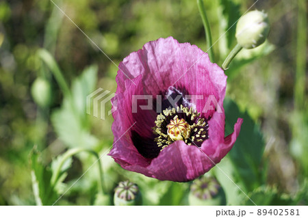 春の野に咲く紫色のアツミゲシの花一輪 春の野に咲く紫色のアツミゲシの花一輪 89402581