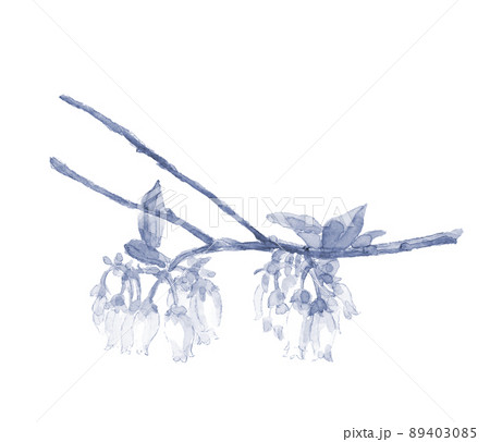ブルートーンの愛らしいブルーベリーの花【手描き水彩画】白バック コピースペースあり PNG 89403085