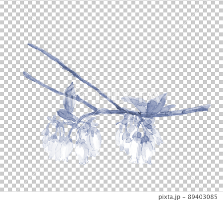 ブルートーンの愛らしいブルーベリーの花【手描き水彩画】白バック コピースペースあり PNG 89403085