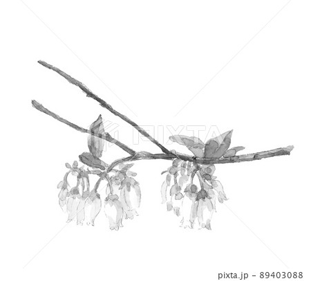 モノトーンの愛らしいブルーベリーの花【水墨画風水彩画】白バック コピースペースあり PNG 89403088