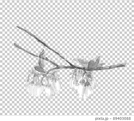 モノトーンの愛らしいブルーベリーの花【水墨画風水彩画】白バック コピースペースあり PNG 89403088