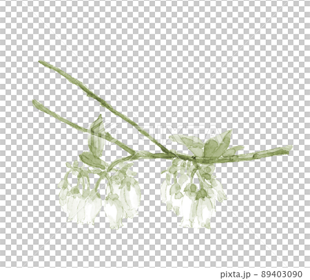 グリーントーンの愛らしいブルーベリーの花【手描き水彩画】白バック コピースペースあり PNG 89403090