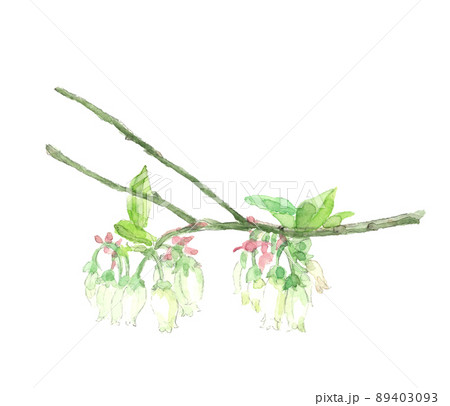 愛らしいブルーベリーの花 枝葉付き【手描き水彩画】白バック コピースペースあり PNG 89403093