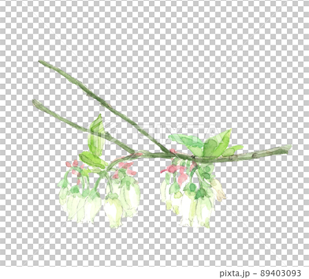 愛らしいブルーベリーの花 枝葉付き【手描き水彩画】白バック コピースペースあり PNG 89403093