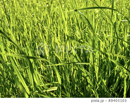 緑の草が画面いっぱいに広がって風に吹かれている/The green leaves 緑の草が画面いっぱいに広がって風に吹かれている/The green leaves 89403103