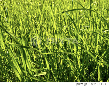 緑の草が画面いっぱいに広がって風に吹かれている/The green leaves 89403104