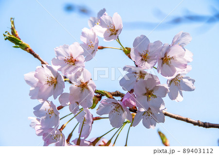 春爛漫 青空に映える桜花 春爛漫 青空に映える桜花 89403112