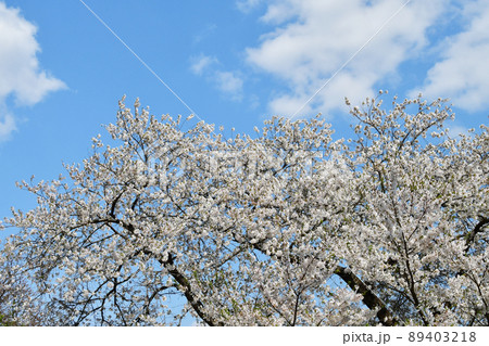 春爛漫 碧空に映える桜花 春爛漫 碧空に映える桜花 89403218