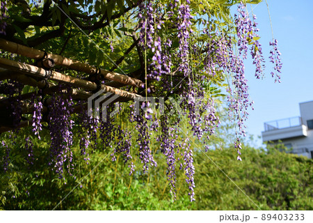 藤棚の春 89403233