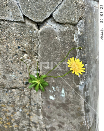 ブタナと思われる黄色のタンポポに似た花が壁から生えている/The flower ブタナと思われる黄色のタンポポに似た花が壁から生えている/The flower 89403422