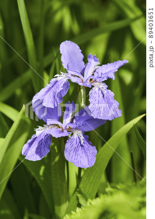 一初の花 一初の花 89403651