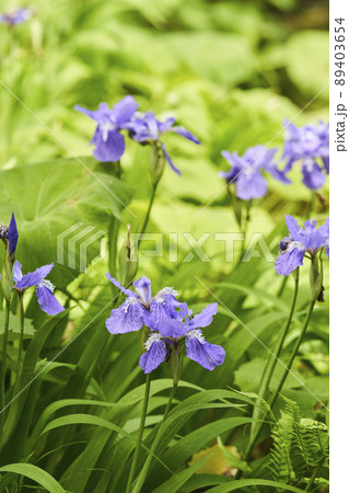 一初の花 一初の花 89403654