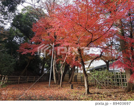 市川市にある真間山弘明寺の紅葉の様子 89403697