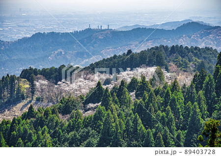 東京都 高尾山 一丁平の千本桜 日影沢林道から 東京都 高尾山 一丁平の千本桜 日影沢林道から 89403728