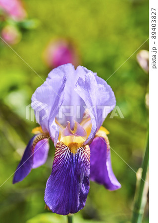 ジャーマンアイリス ドイツアヤメ ジャーマンアイリス ドイツアヤメ 89403827