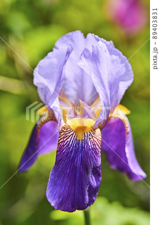 ジャーマンアイリス ドイツアヤメ ジャーマンアイリス ドイツアヤメ 89403831