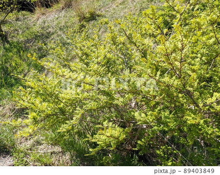 山椒の木 山椒の木 89403849