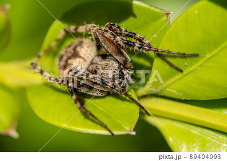 コゲチャオニグモ コゲチャオニグモ 89404093