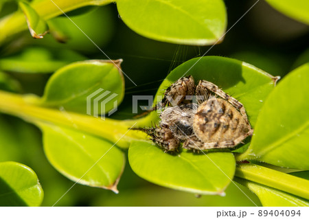 コゲチャオニグモ 89404094