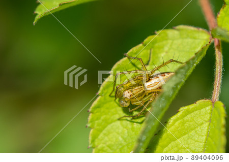 ササグモ 89404096