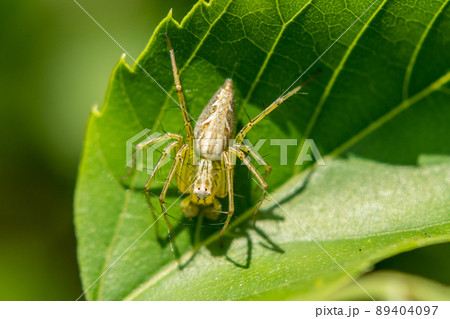ササグモ 89404097