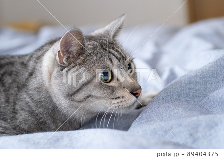 見つめる猫　サバトラ猫 89404375