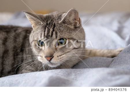 見つめる猫　サバトラ猫 89404376