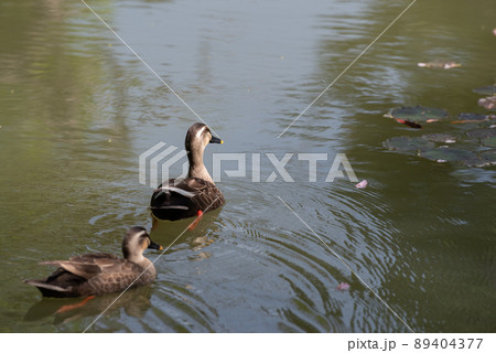二羽のカルガモ 89404377