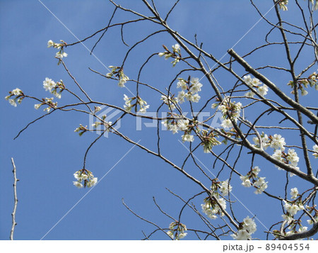 こじま花の会花畑桜並木の八分咲きの桜 89404554